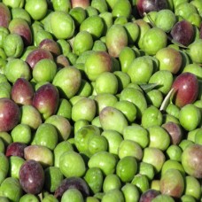 Frantoio Extra Virgin Olive Oil - Southern Hemisphere (Peru) ***JUST ARRIVED***